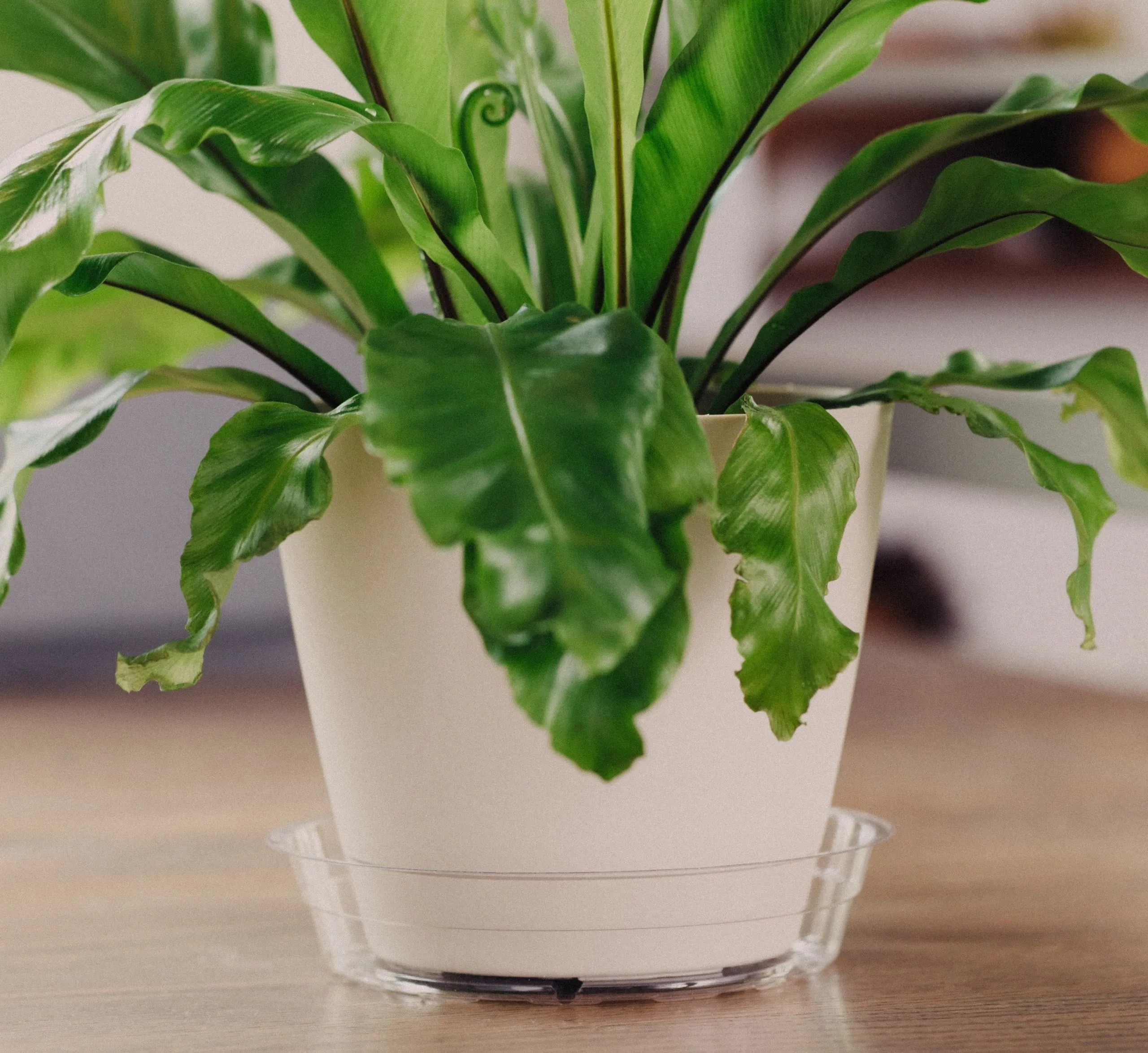 Vinyl Plant Saucer 10″ – Clear